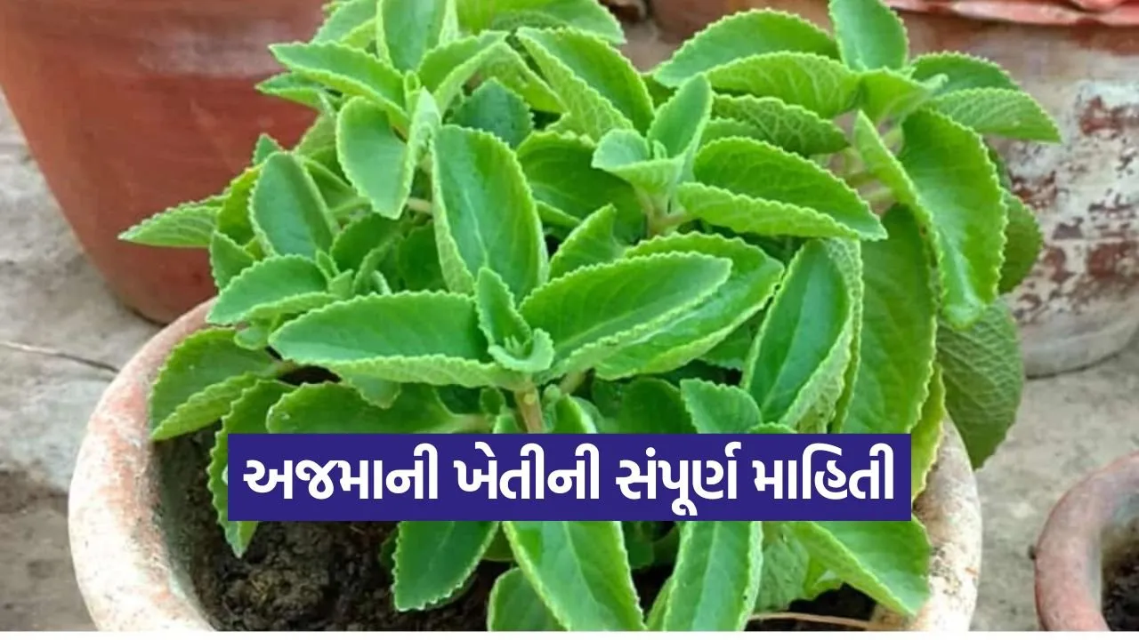 carom home gardening 1.jpg