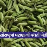 saurashtra peas farming 1