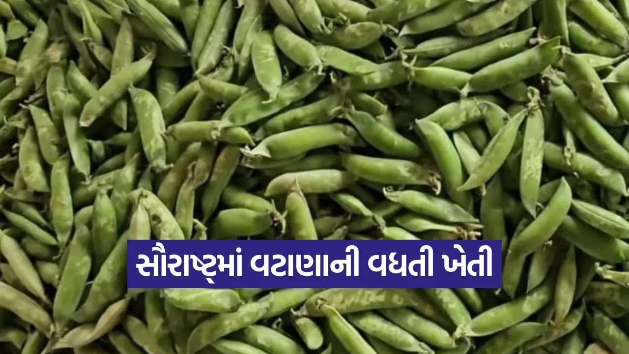 saurashtra peas farming 1.jpg
