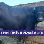 indian buffalo breeds 1