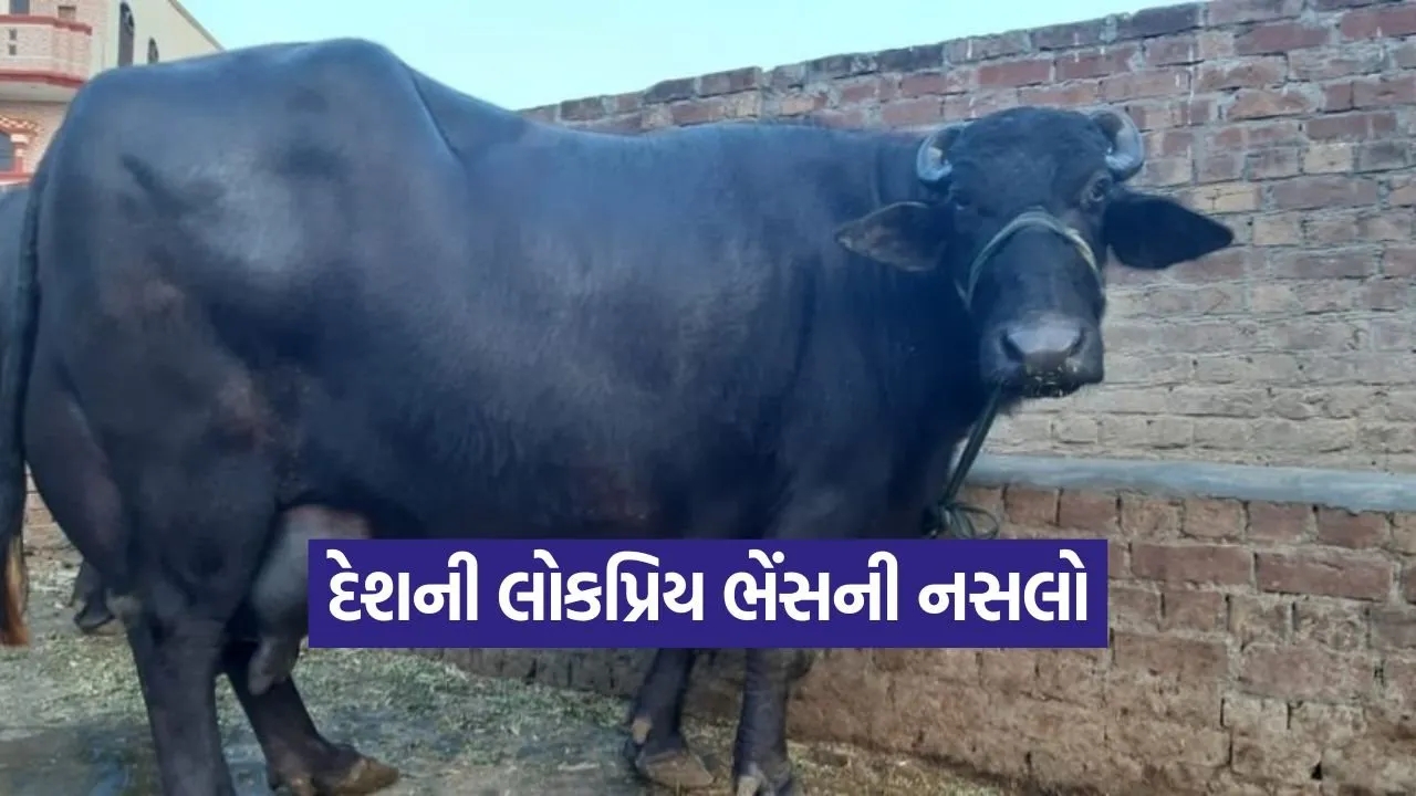 indian buffalo breeds 1.jpg