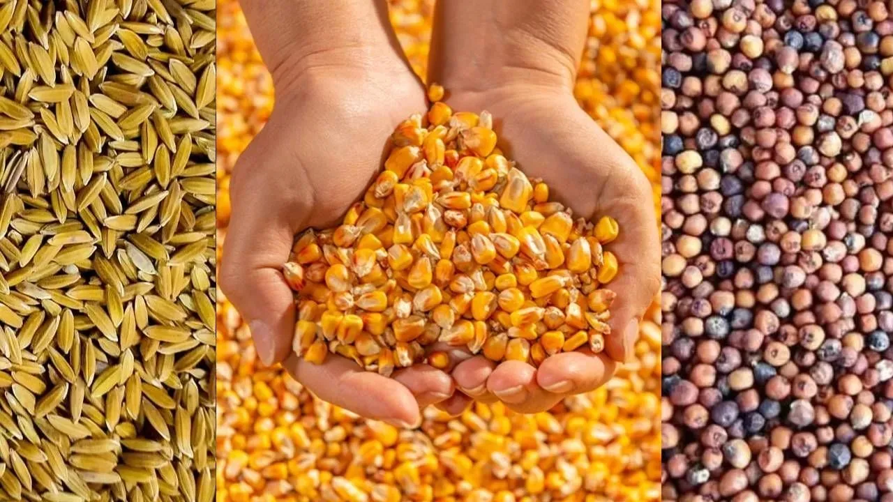 રાજ્યમાં MSP હેઠળ ડાંગર, બાજરી, જુવાર, મકાઈ અને રાગીની ખરીદીની સત્તાવાર શરૂઆત 2 gujarat msp procurement news 1.png