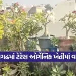 organic terrace gardening junagadh 1
