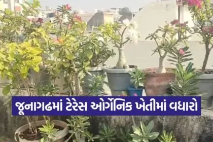 organic terrace gardening junagadh 1