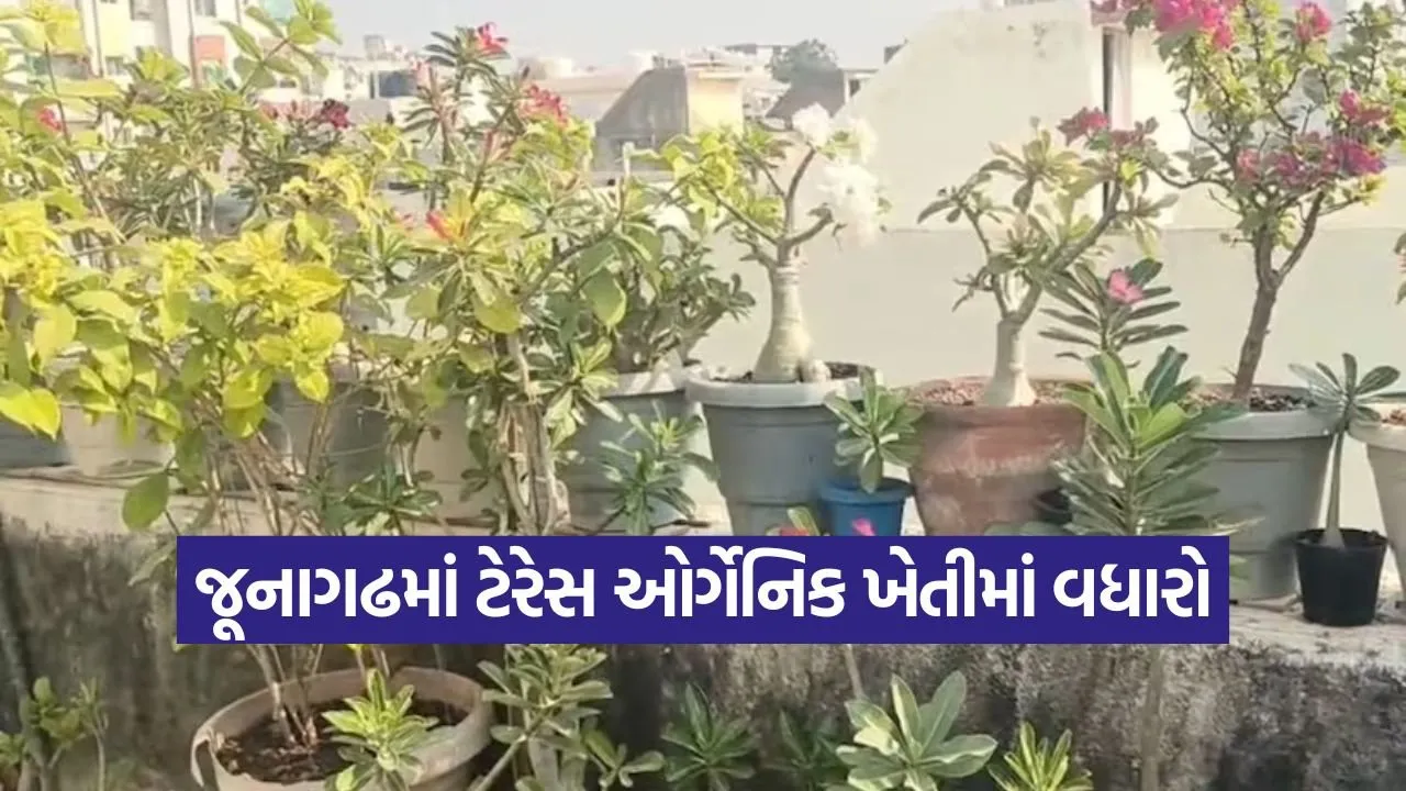 organic terrace gardening junagadh 1.jpg