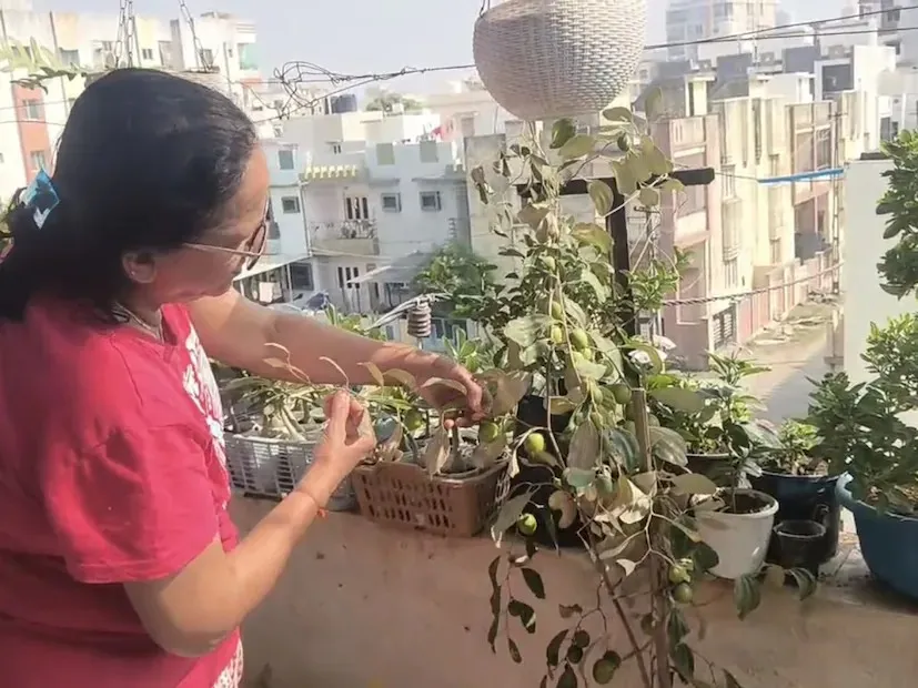 રાસાયણિક દવાઓના વધતા જોખમ વચ્ચે જૂનાગઢના પરિવારો ટેરેસ ગાર્ડનિંગ દ્વારા સ્વચ્છ ખોરાક તરફ વળ્યા 2 organic terrace gardening junagadh 1.png
