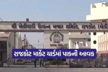 rajkot market yard rates