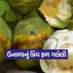 india ice apple production 1