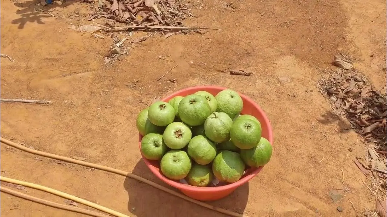 ઝારખંડના યુવા ખેડૂત વિશાલે તાઇવાન જામફળની ખેતીથી કમાણીનો નવો માર્ગ બતાવ્યો 3 taiwan guava farming 1.png