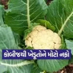 cabbage farming profit 1