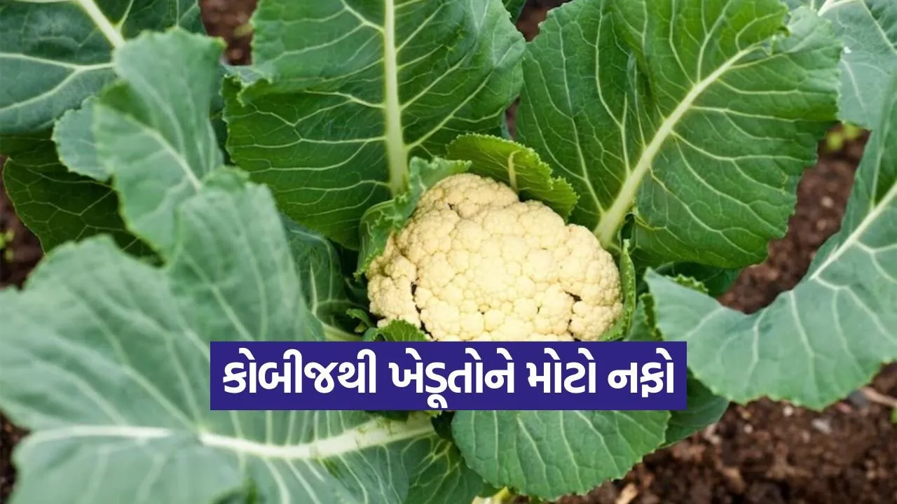 cabbage farming profit 1.jpg