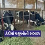 winter animal care 1