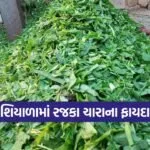 winter green fodder 1
