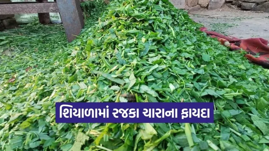 winter green fodder 1