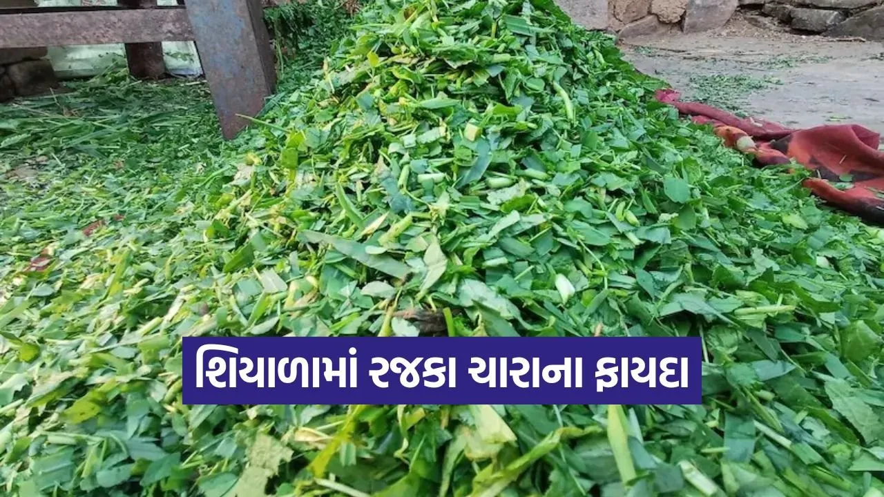winter green fodder 1.jpg