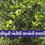 lemon farming bhavnagar 1