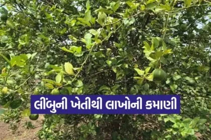lemon farming bhavnagar 1