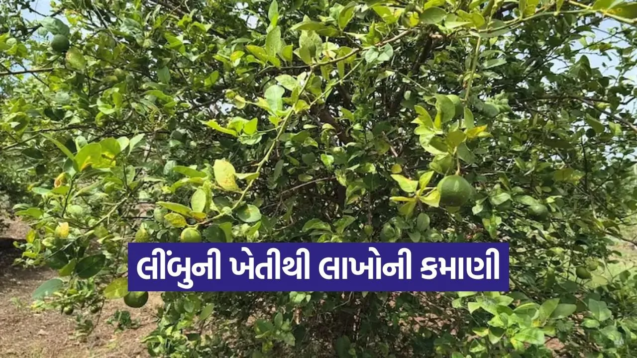 lemon farming bhavnagar 1.jpg