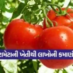 tomato farming bhavnagar 1