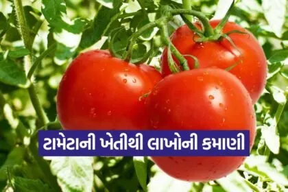 tomato farming bhavnagar 1
