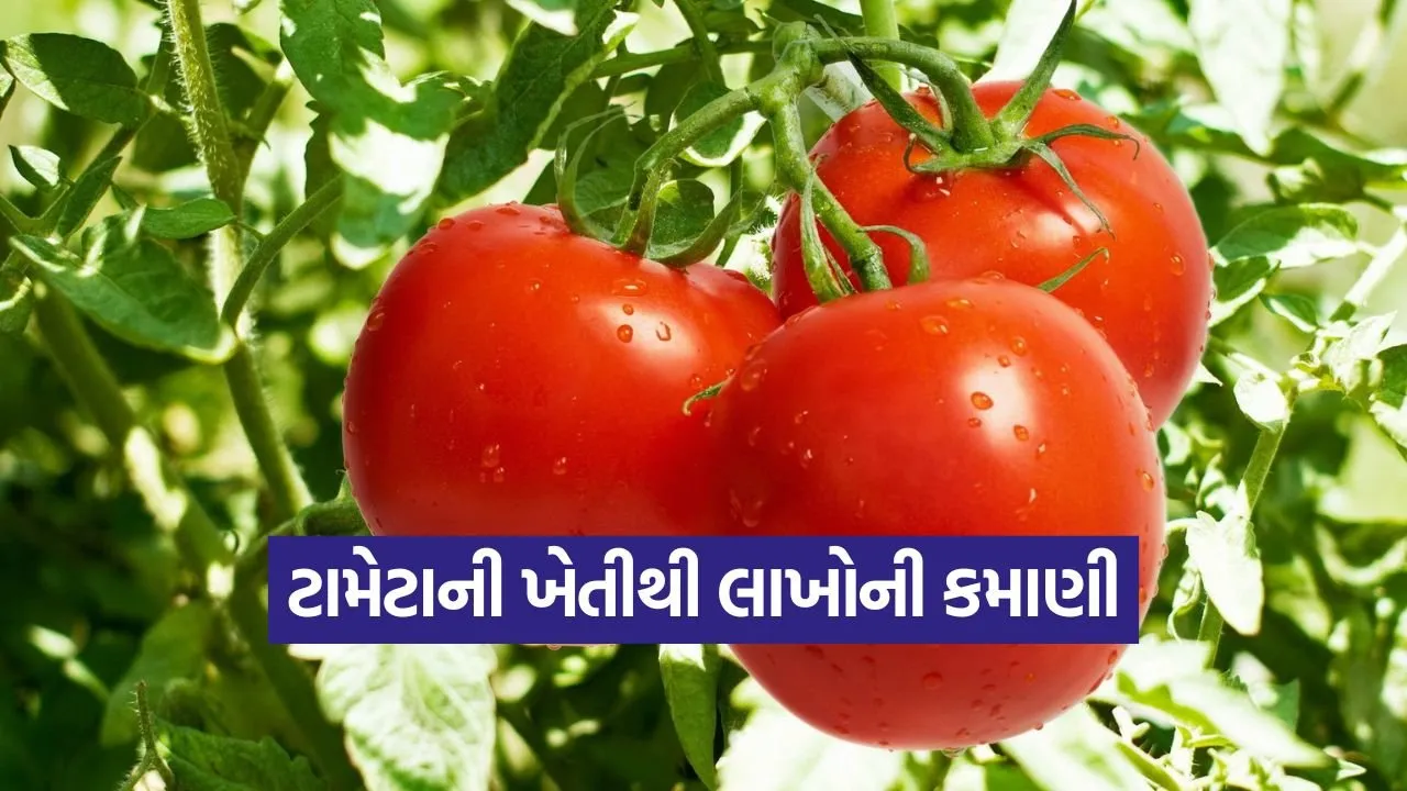 tomato farming bhavnagar 1.jpg