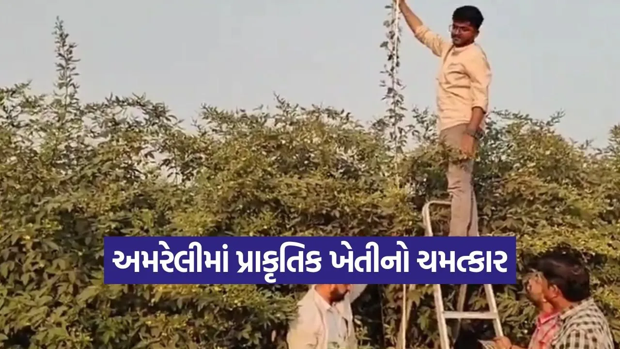 natural farming tuver