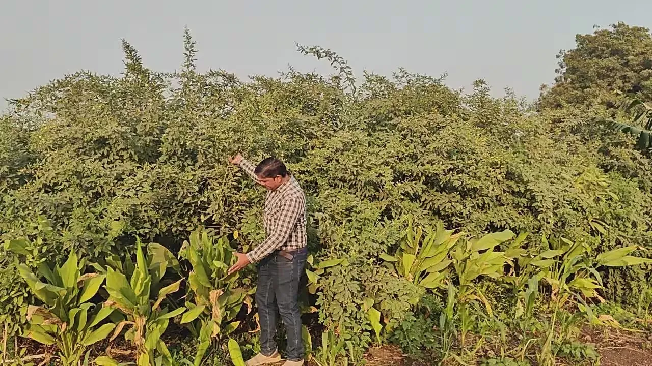રસાયણ વિના ઊગાડાયેલ તુવેરના અદ્ભૂત પરિણામોથી નિષ્ણાતો ચકિત 2 natural farming tuver