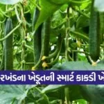 smart cucumber farming 1