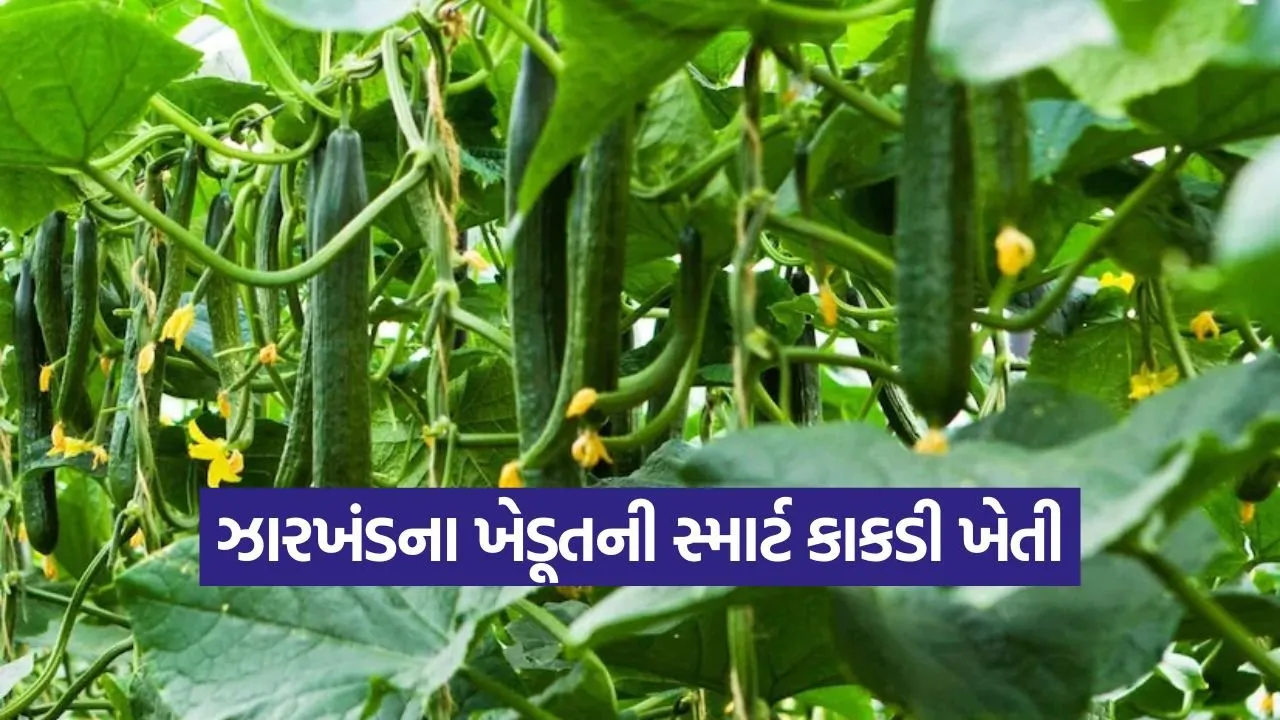 smart cucumber farming 1.jpg