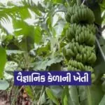 banana farming techniques 1