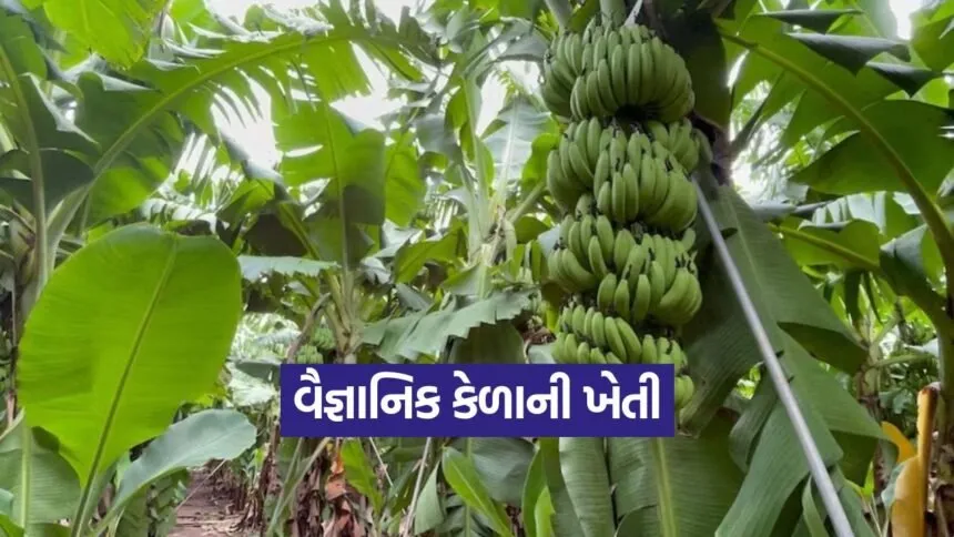 banana farming techniques 1