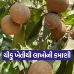 sapota farming techniques 1