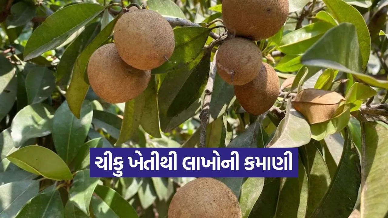 sapota farming techniques 1.jpg