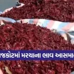 rajkot winter chilli price 1