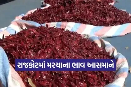 rajkot winter chilli price 1
