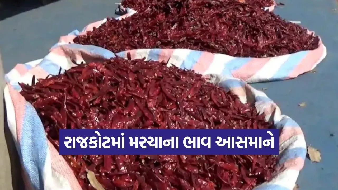 rajkot winter chilli price 1.jpg