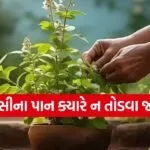 Tulsi