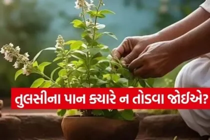 Tulsi