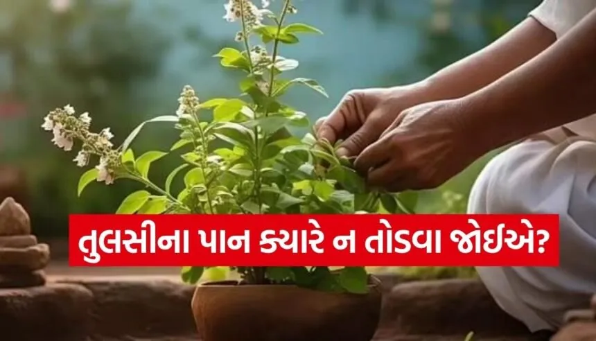 Tulsi