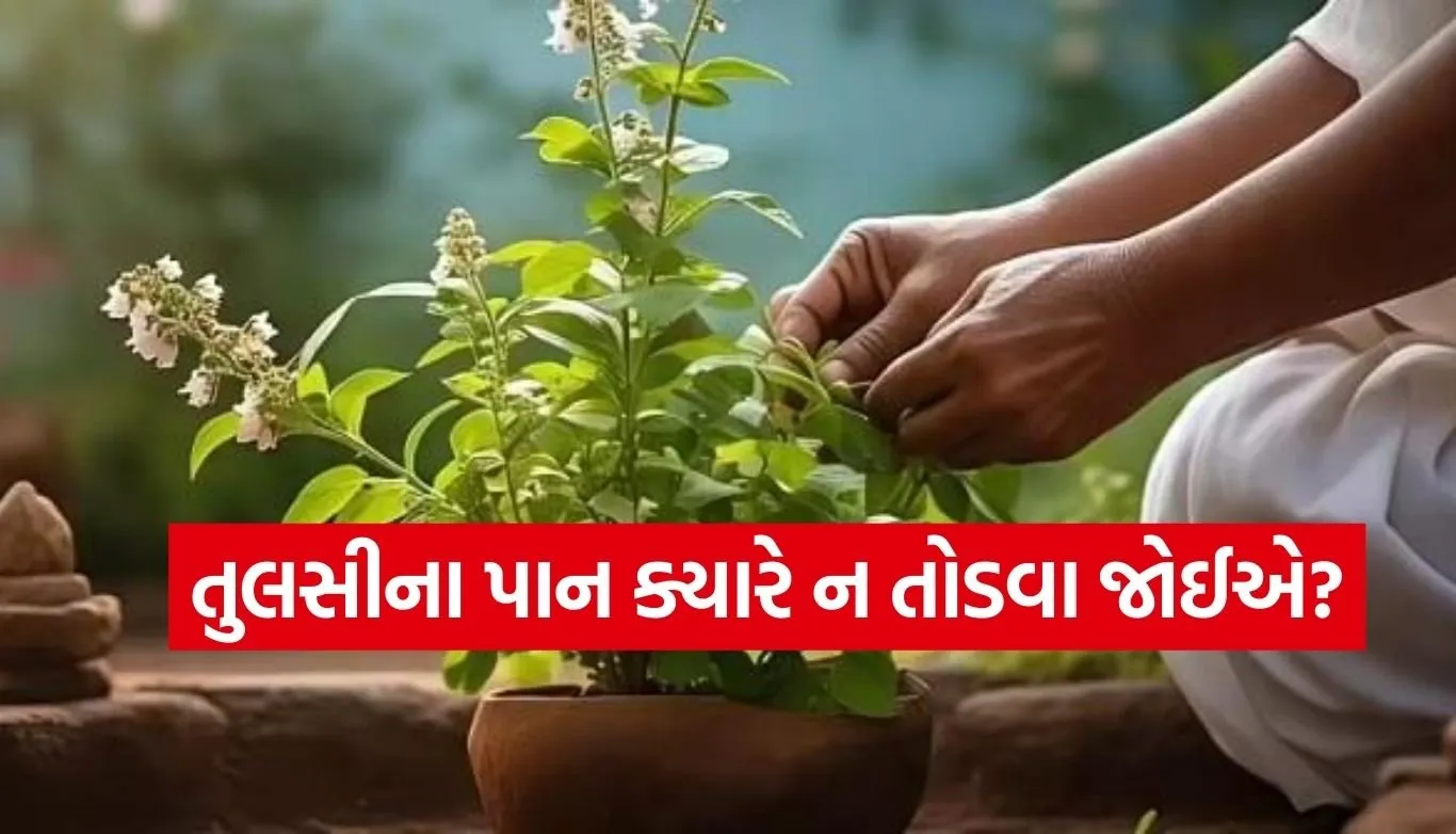 Tulsi
