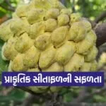 natural farming custard apple 1