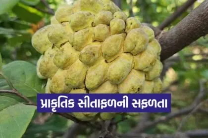 natural farming custard apple 1