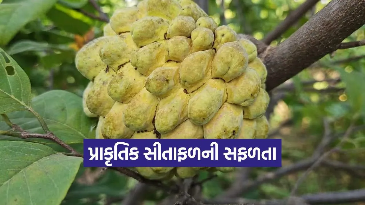 natural farming custard apple 1.jpg