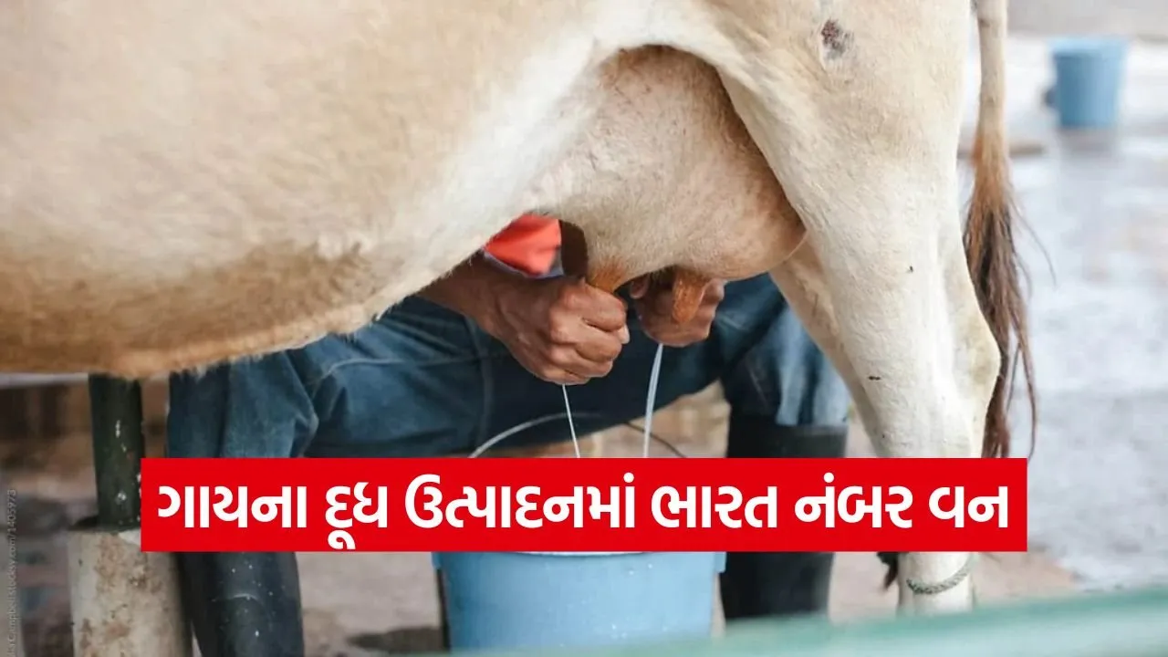 india cow milk production 1.jpg