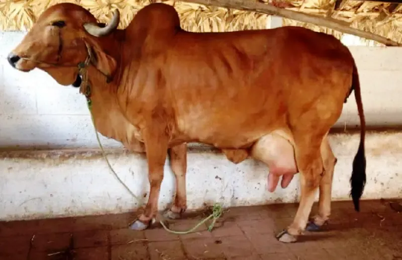 વૈશ્વિક ગાયના દૂધ ઉત્પાદનમાં ભારત અગ્રેસર 3 india cow milk production 1.png