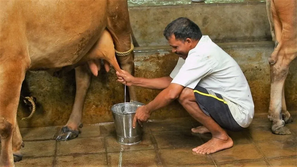 વૈશ્વિક ગાયના દૂધ ઉત્પાદનમાં ભારત અગ્રેસર 2 india cow milk production 2.png