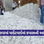 Unawa marketing yard Cotton 1