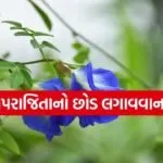 Aparajita plant