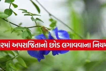 Aparajita plant