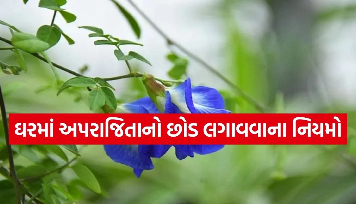Aparajita plant